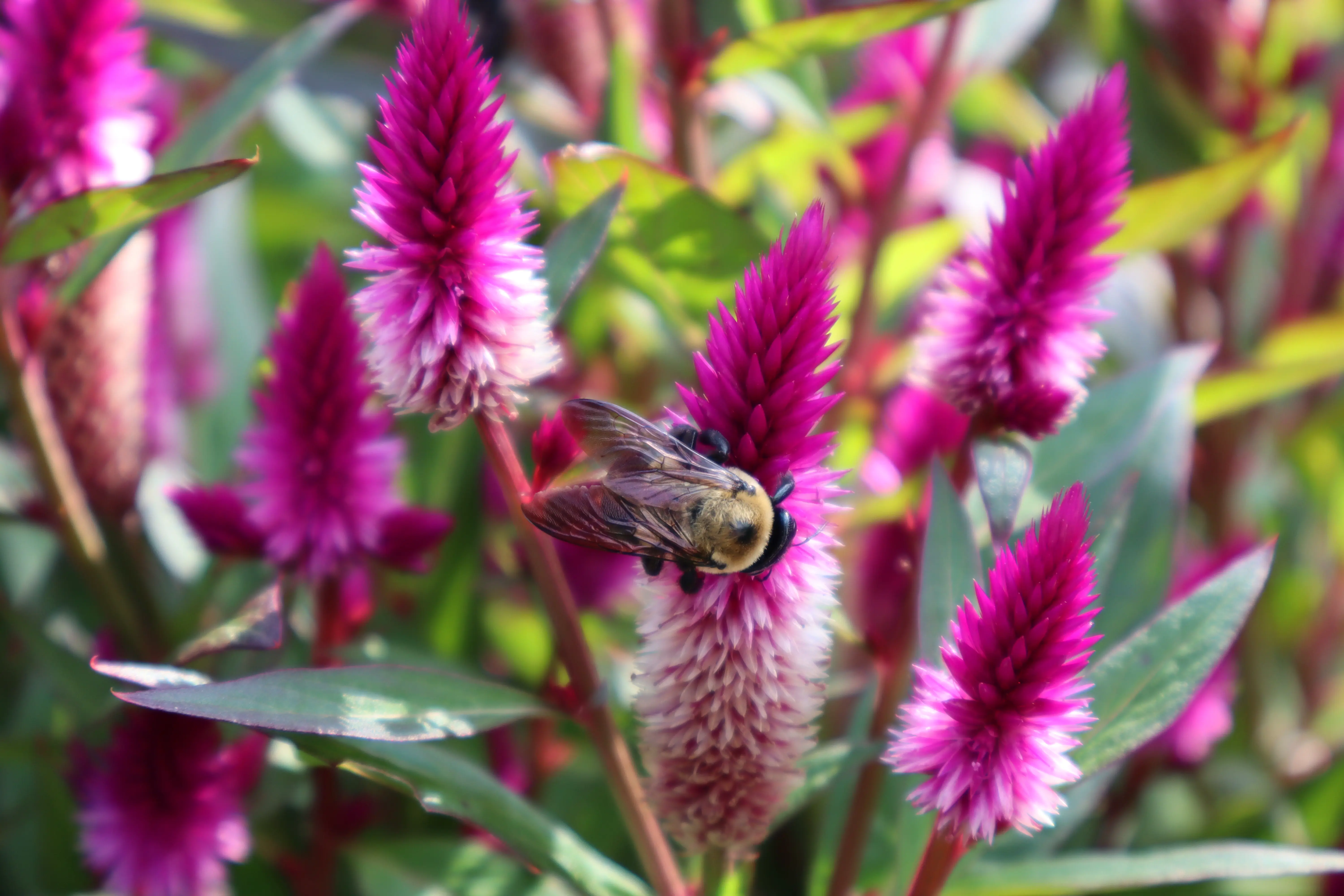Bee on a flower