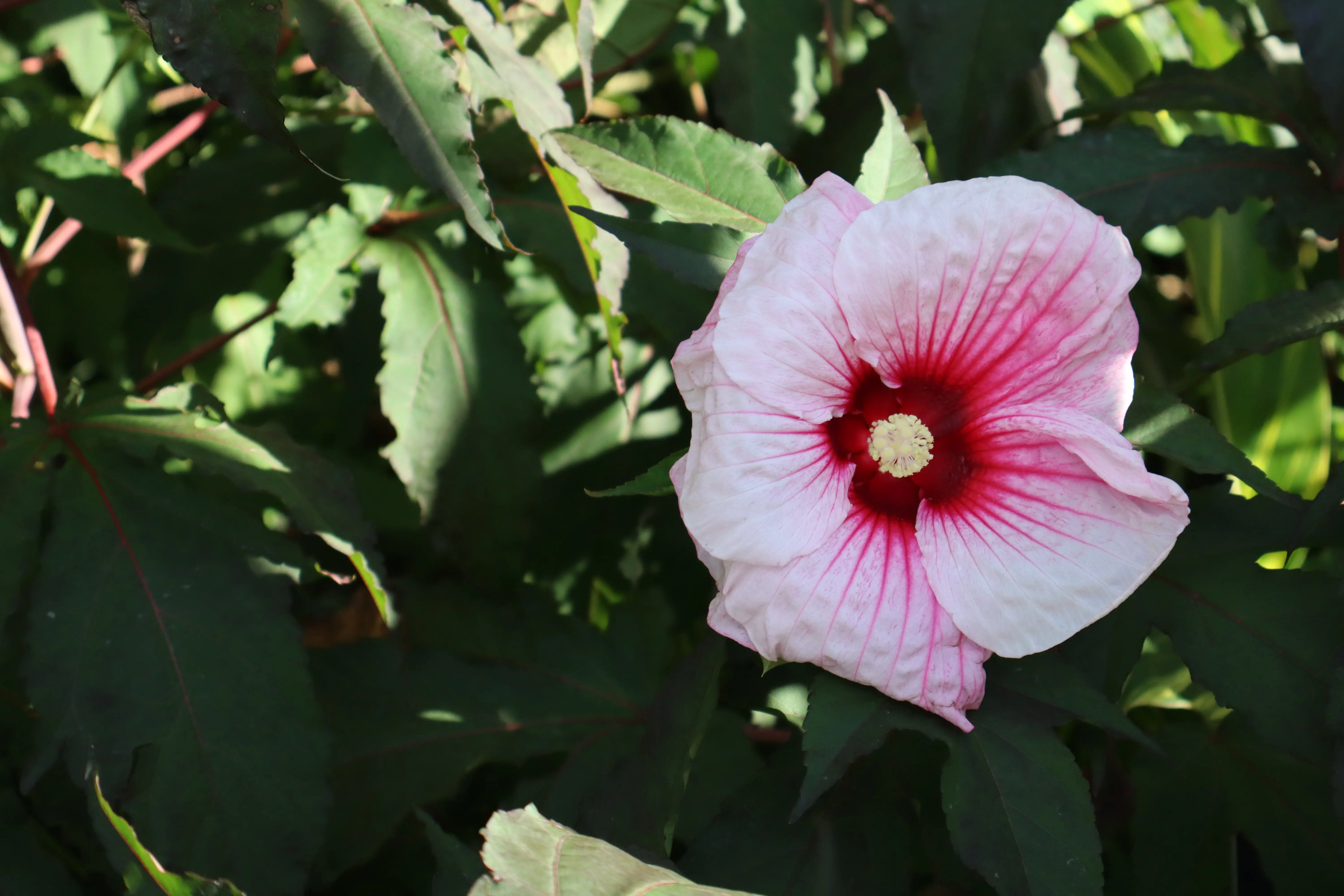 Bright pink flower