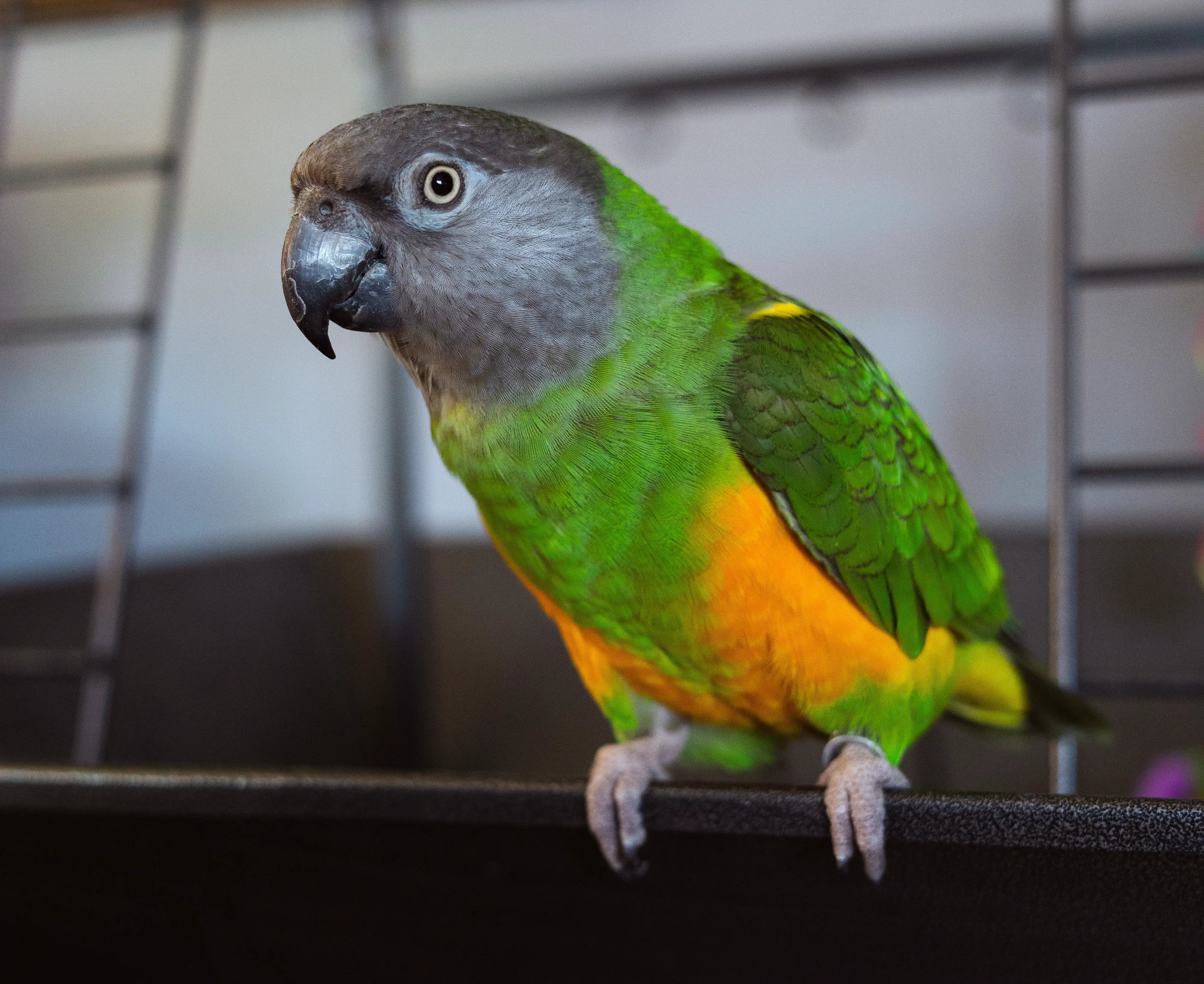 Middletown Delaware Pet photography of a bird