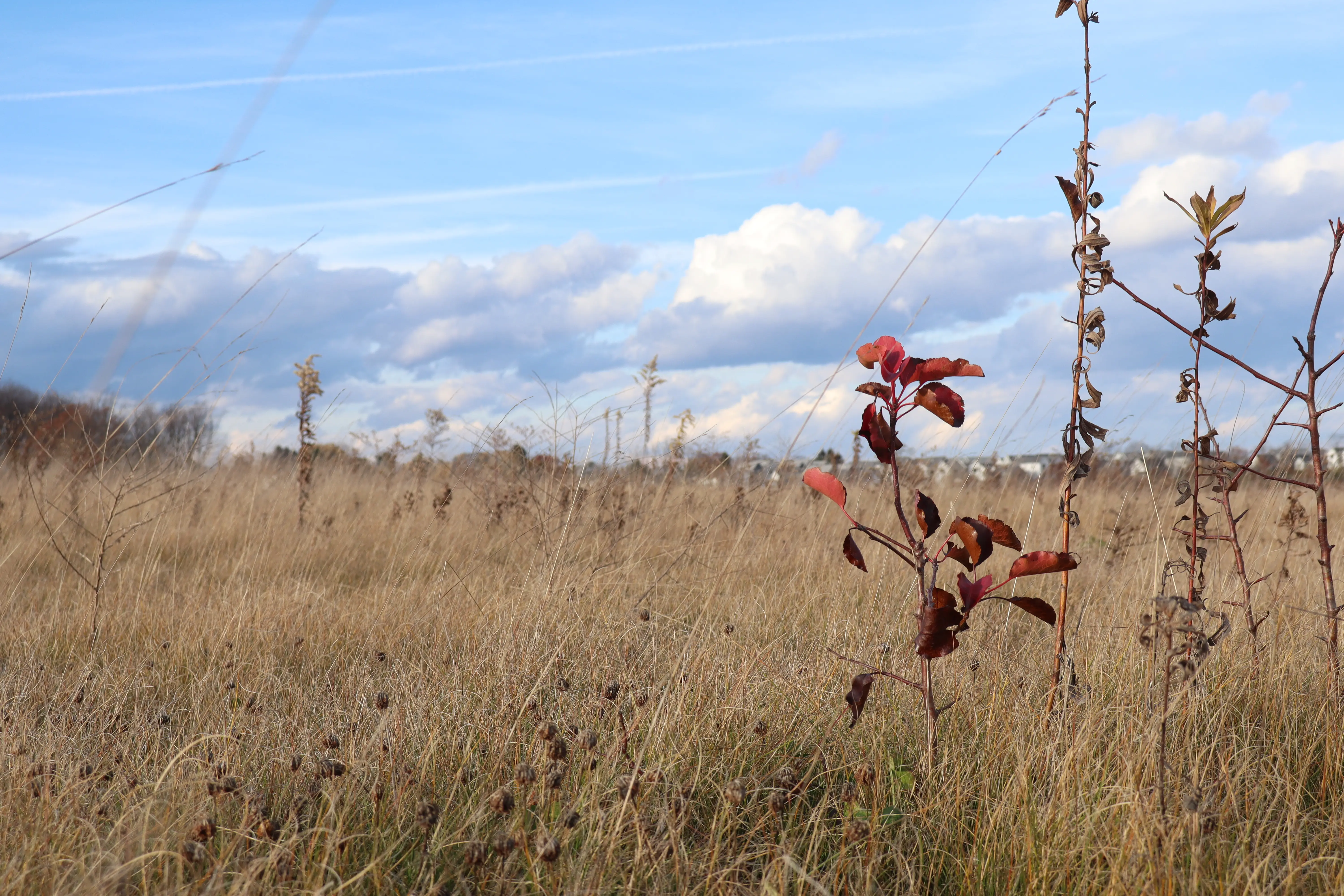 Red plant in the middle of a field