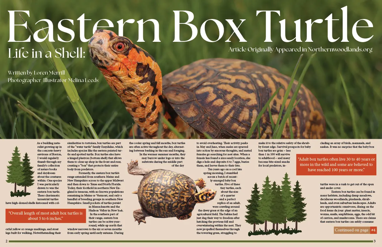 Middle spread of a magazine