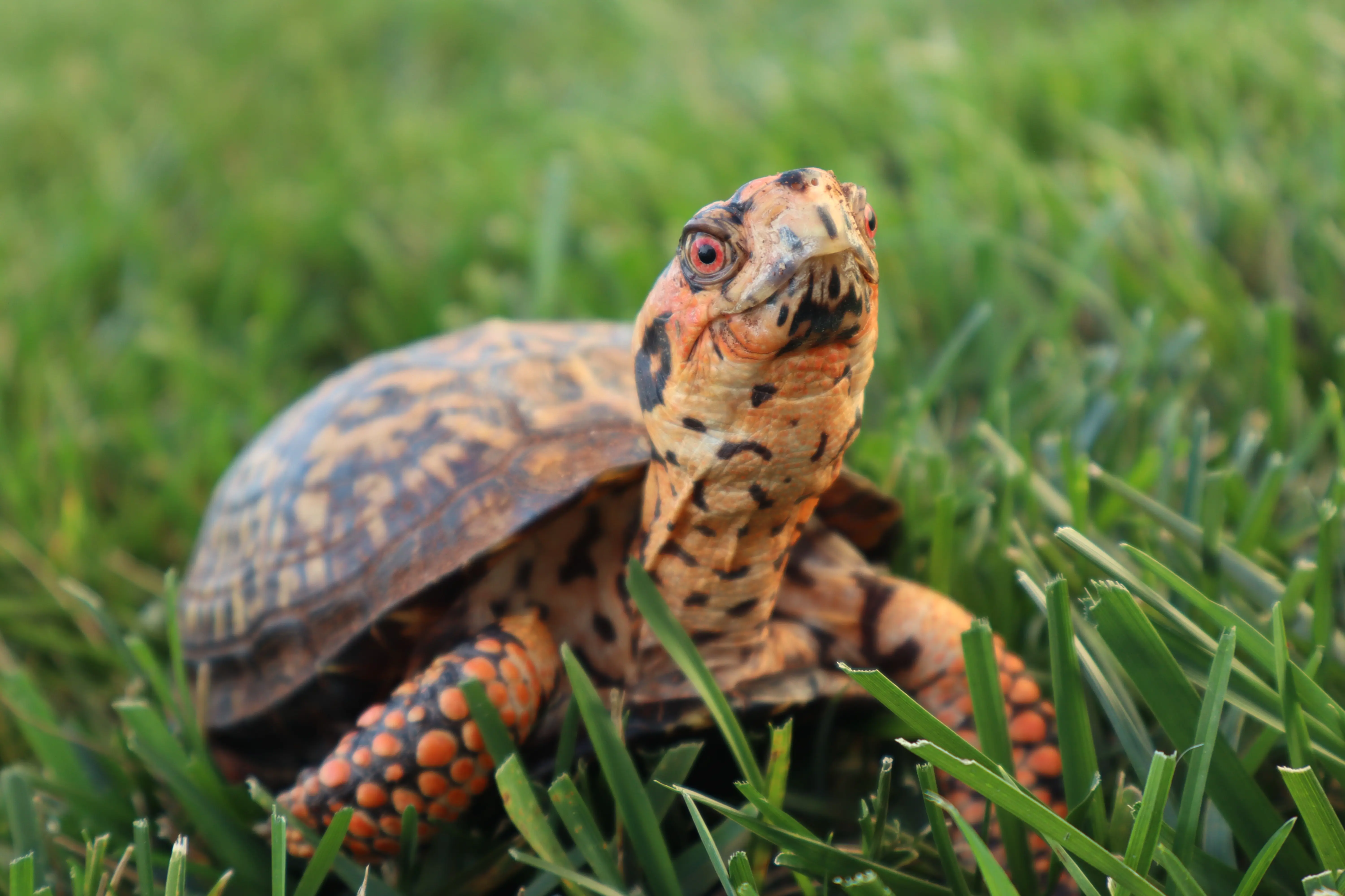 Box turtle in the grass