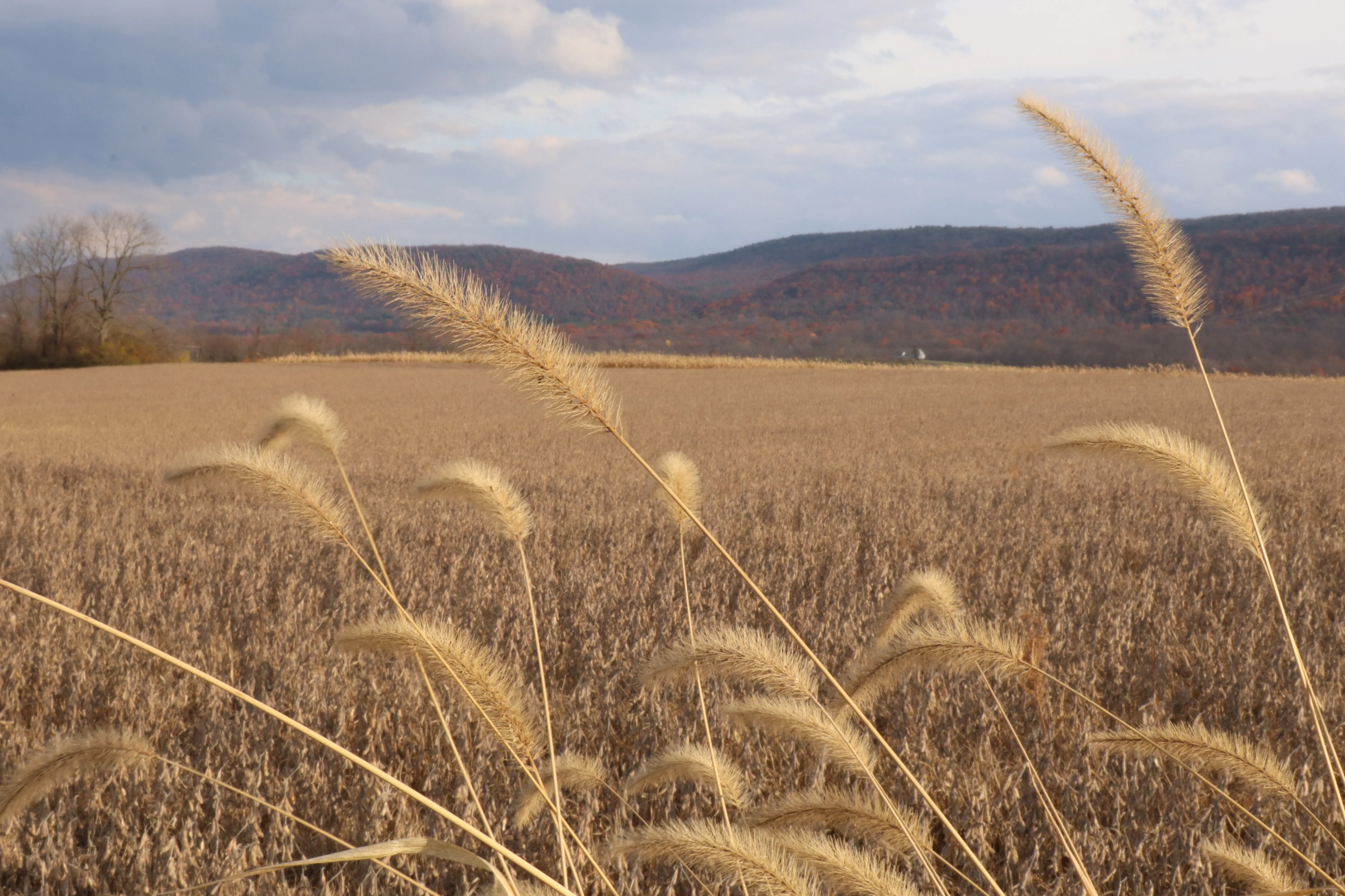 Wheat field