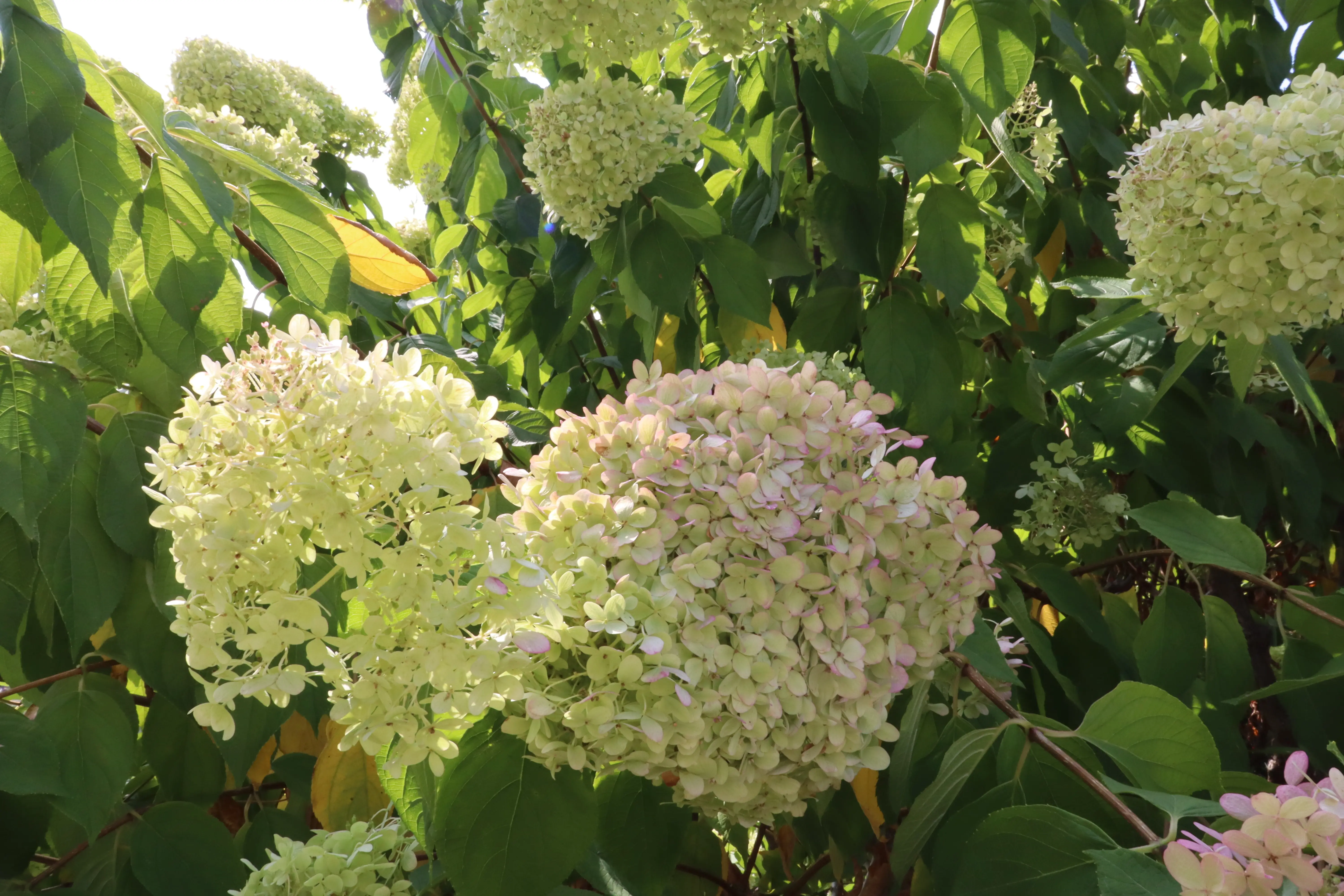 Large flower in a tree
