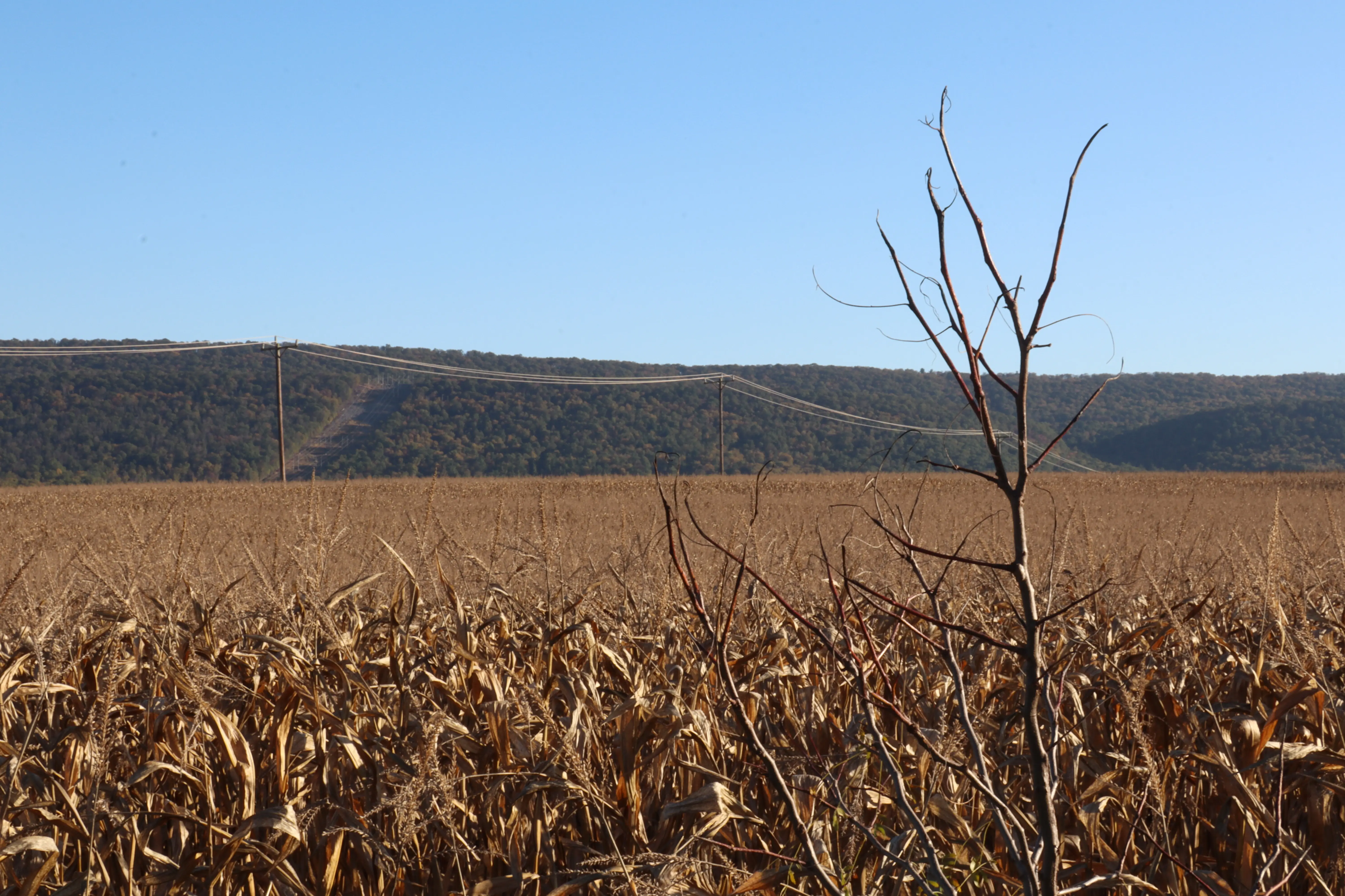 Baren tree in front of dying corn field